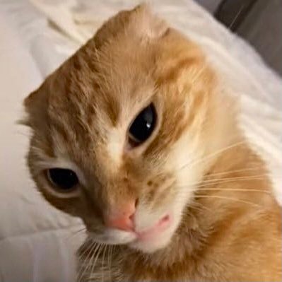 Photo de profil de Cookies90